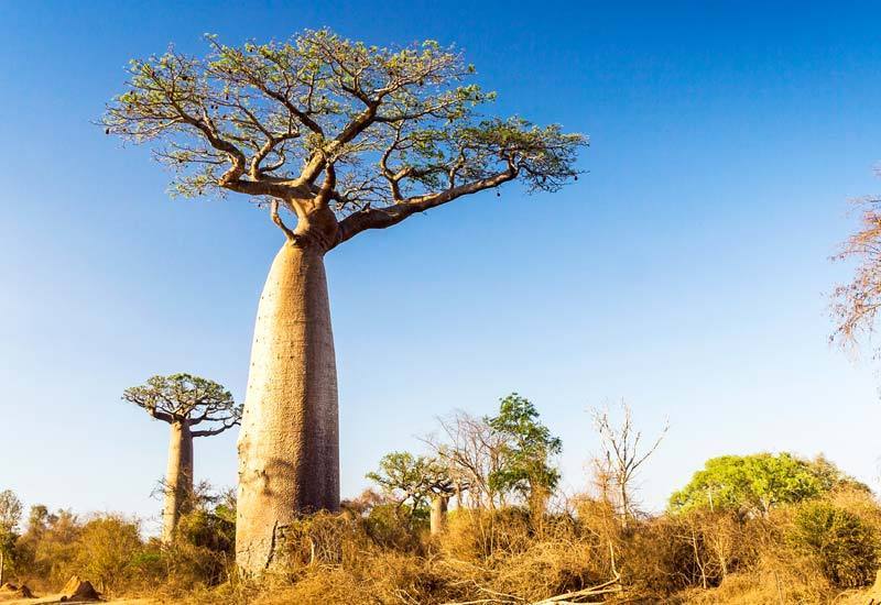 Varför baobabprotein i en schampokaka ger starkare och friskare hår